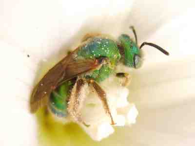 Ultra-green Sweat Bee