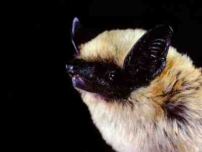 Canyon Bat