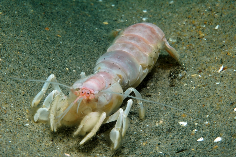 marine feeder shrimp