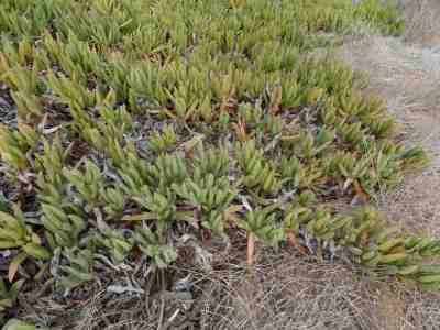 Ice Plant or Hottentot Fig