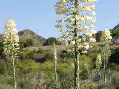 Chaparral Yucca