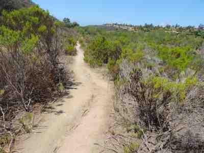 Gonzales Canyon Open Space (Torrey Pines Loop Trail)