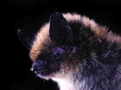 Western Small-footed Myotis