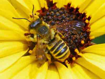 Faithful Leafcutting Bee