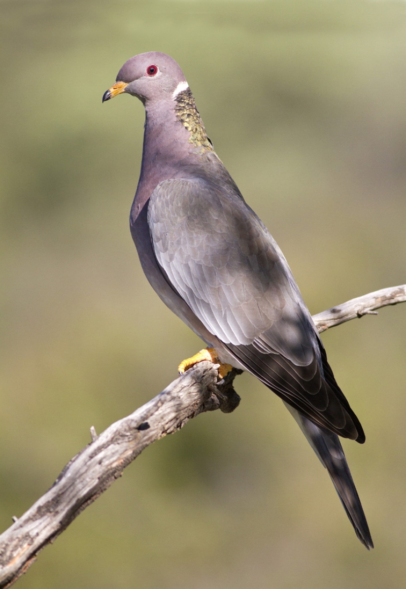 Band-tailed pigeon (Patagioenas fasciata), Standing on the ground, seen  from the side, USA, California Stock Photo - Alamy