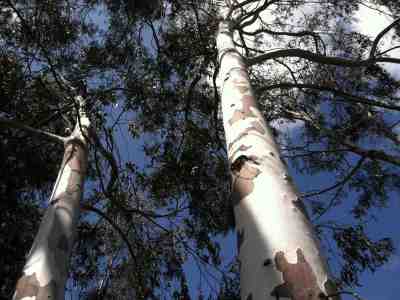 Eucalyptus sp. or Red River Gum