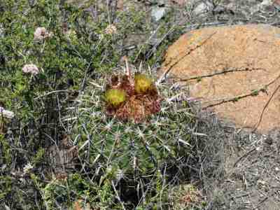 Coast Barrel Cactus