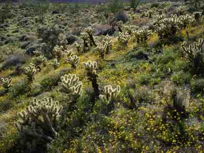 Anza-Borrego Desert State Park (Mine Canyon)